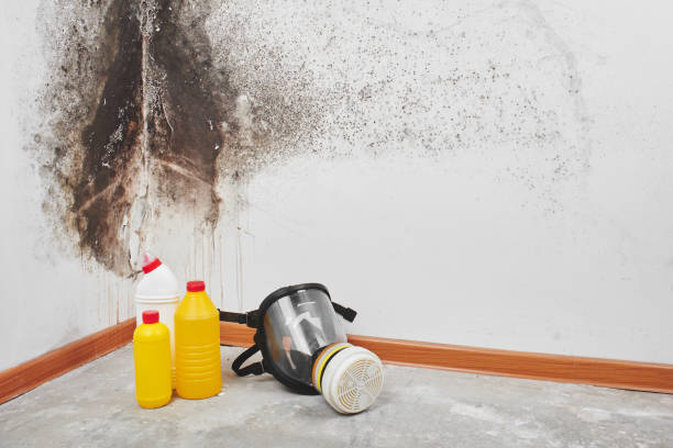 Best Mold Testing and Removal  in Kibler, AR