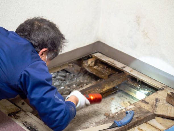 Best Same-Day Mold Removal  in Kibler, AR