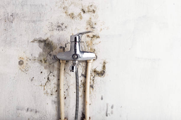 Best Affordable Mold Removal  in Kibler, AR