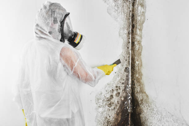 Best Mold Cleaning Services  in Kibler, AR