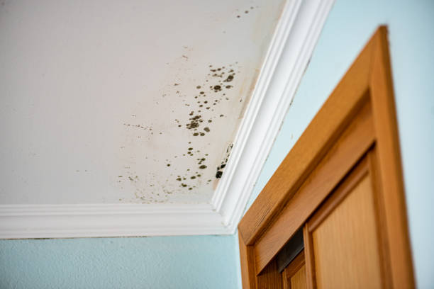 Best Home Mold Removal  in Kibler, AR