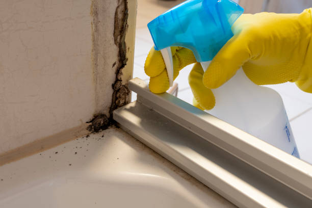 Certified Mold Removal in Kibler, AR