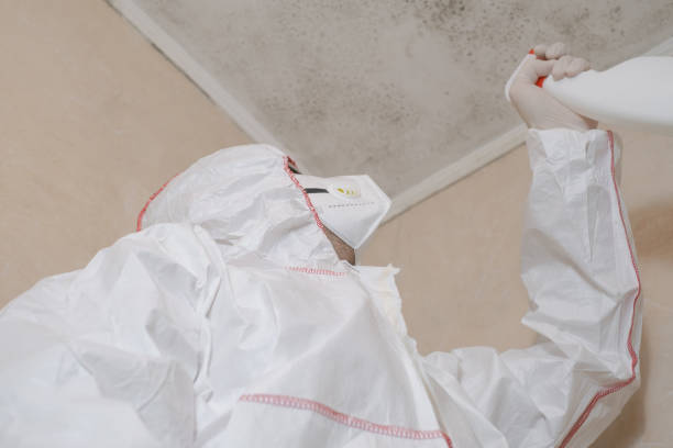 Best Best Mold Removal Companies  in Kibler, AR