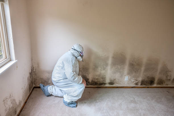Best Crawl Space Mold Removal  in Kibler, AR