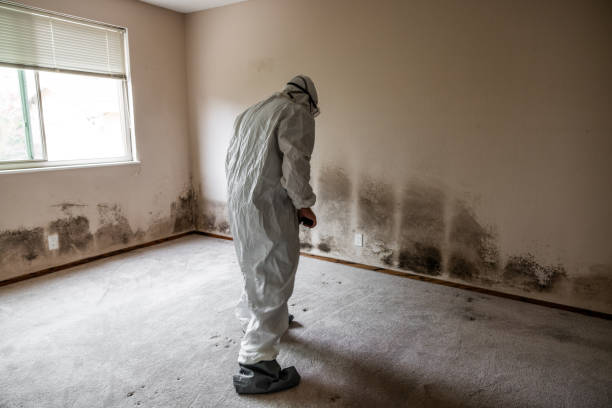 Best Black Mold Removal  in Kibler, AR