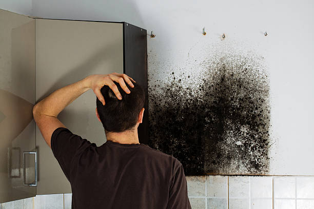 Best Attic Mold Removal  in Kibler, AR