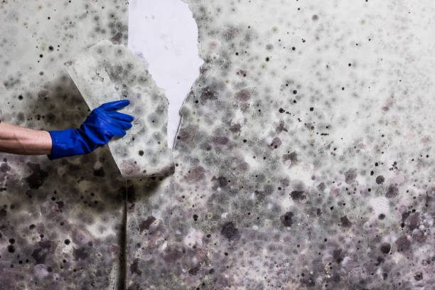 Best Mold Testing  in Kibler, AR