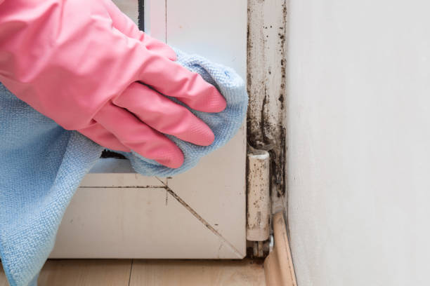 Best Mold Damage Repair  in Kibler, AR